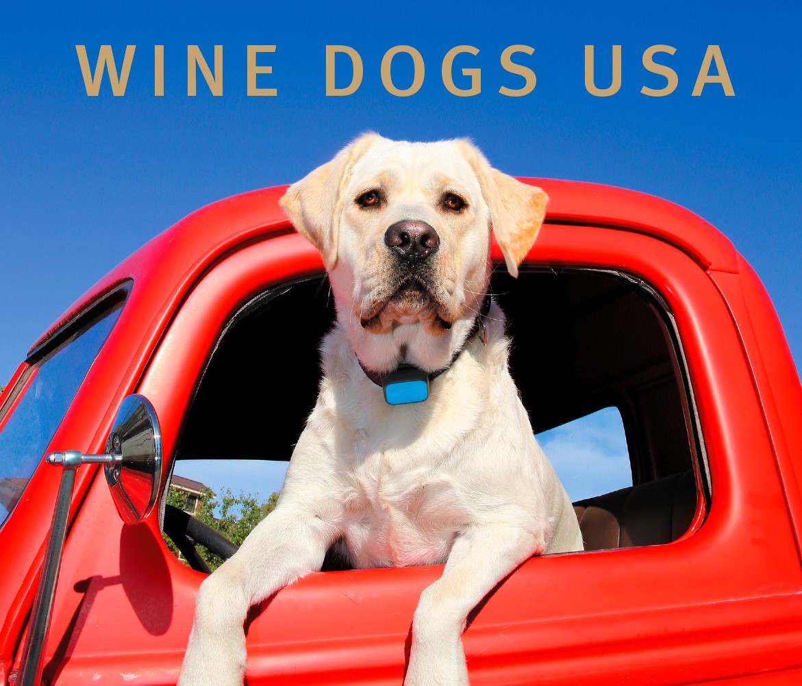 Product Image for Wine Dogs California 4