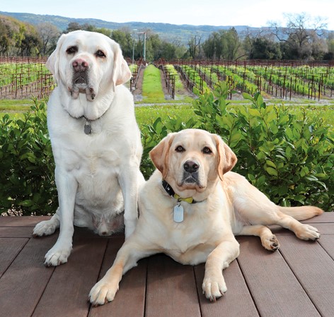Product Image for Wine Dog Calendar 2024
