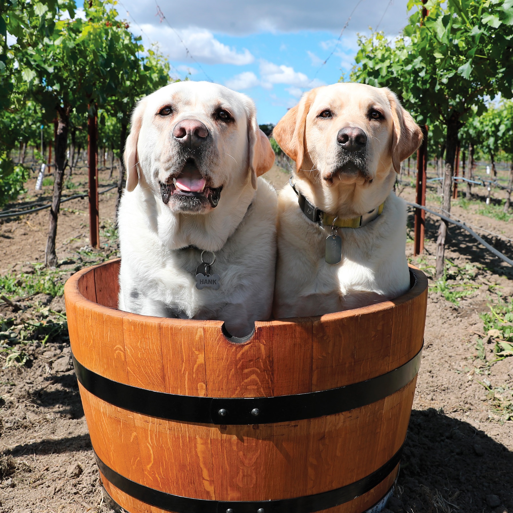 Product Image for 2023 Wine Dog Calendar